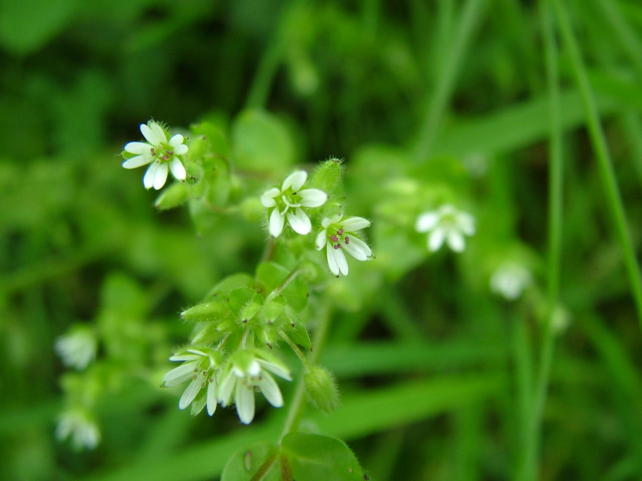 Chickweed close up