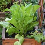 Horseradish
