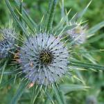 thistle flower bud