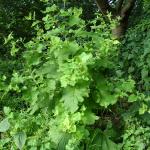 Burdock