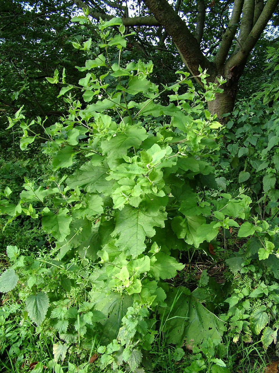 Burdock