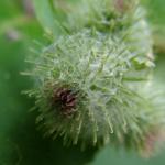 Burdock early flower head