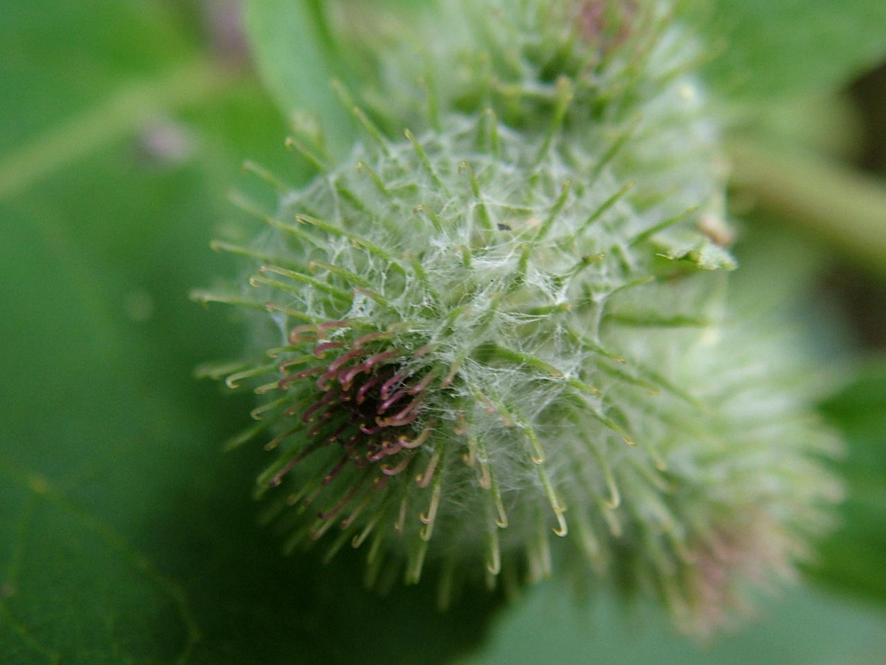 Burdock early flower head