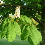 horse chestnut