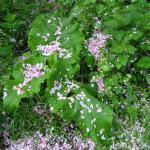 burdock under cherry blossom