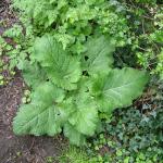 Burdock