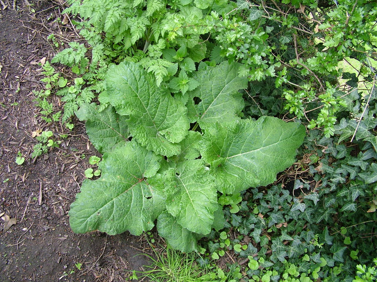 Burdock