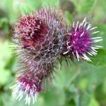 DSCF1692
