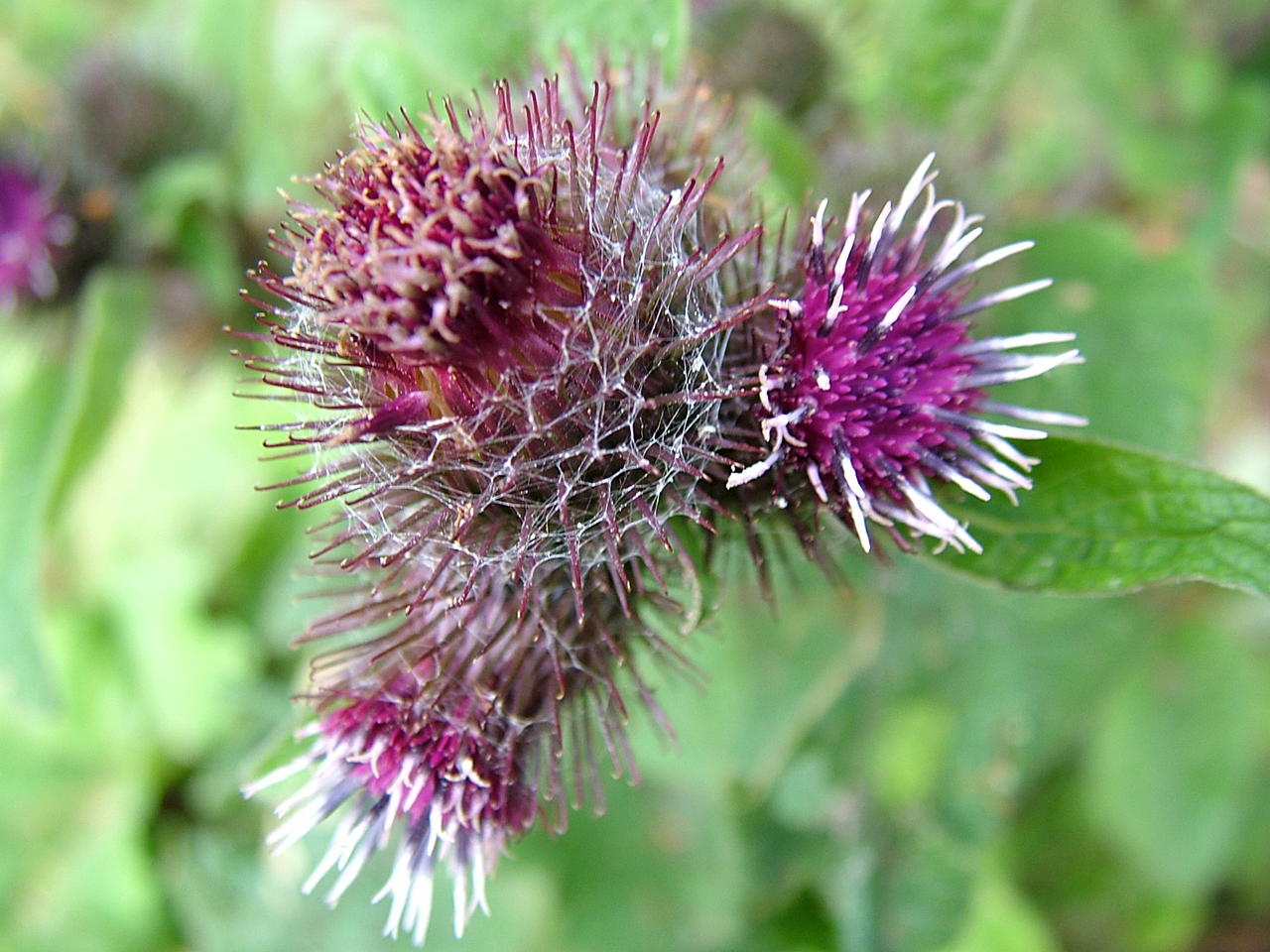 DSCF1692