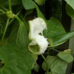 lotty054.jpg