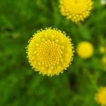 DSCF1675