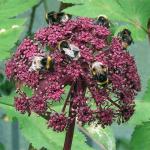 angelica_gigas_bees
