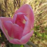 2.IMG_0481