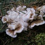 DSCF1252