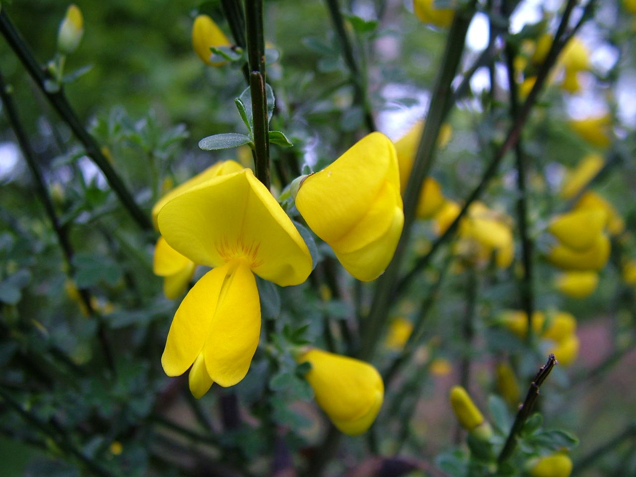 broom blossom close up