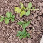 potato blight