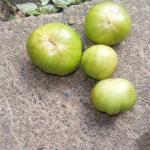 dodgy tomatoes,september