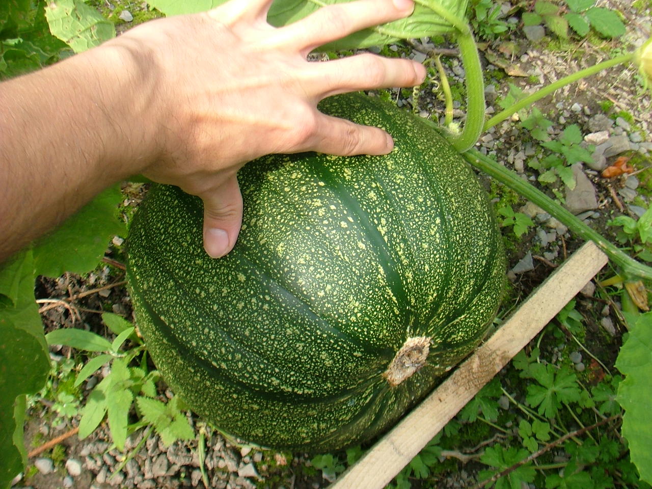 DSCF4676