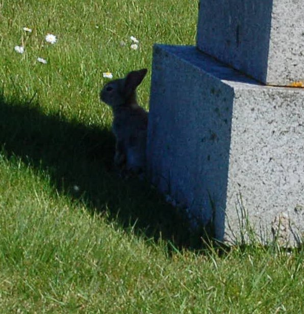 rabbit_closeup.jpg