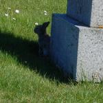 rabbit_closeup.jpg