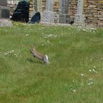 rabbit_closeup_2.jpg