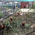extended hen run1