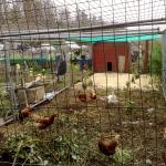 extended hen run2