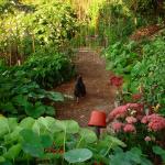A chicken walking on the path