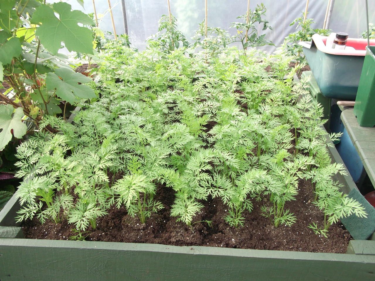 DSCF2251