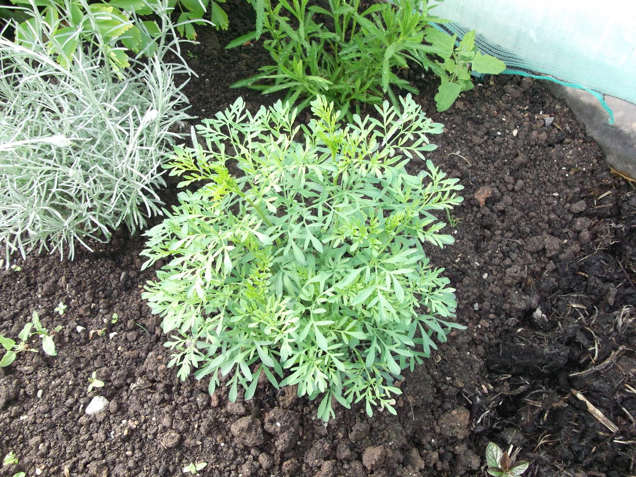 DSCF2252