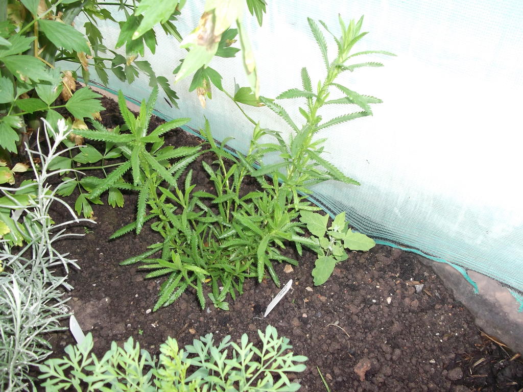 DSCF2253