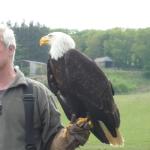 Bald eagle