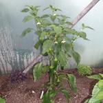 DSCF2460