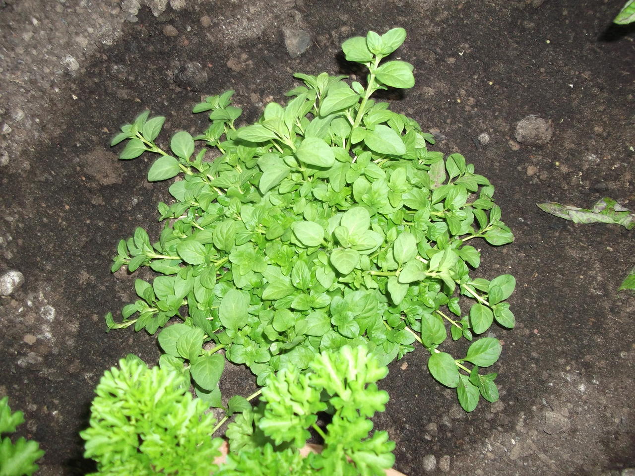 DSCF2511