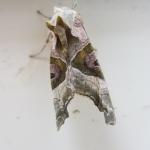 2.IMG_0768