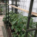 DSCF2674