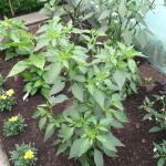 DSCF2675