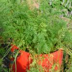 Carrots have been brilliant