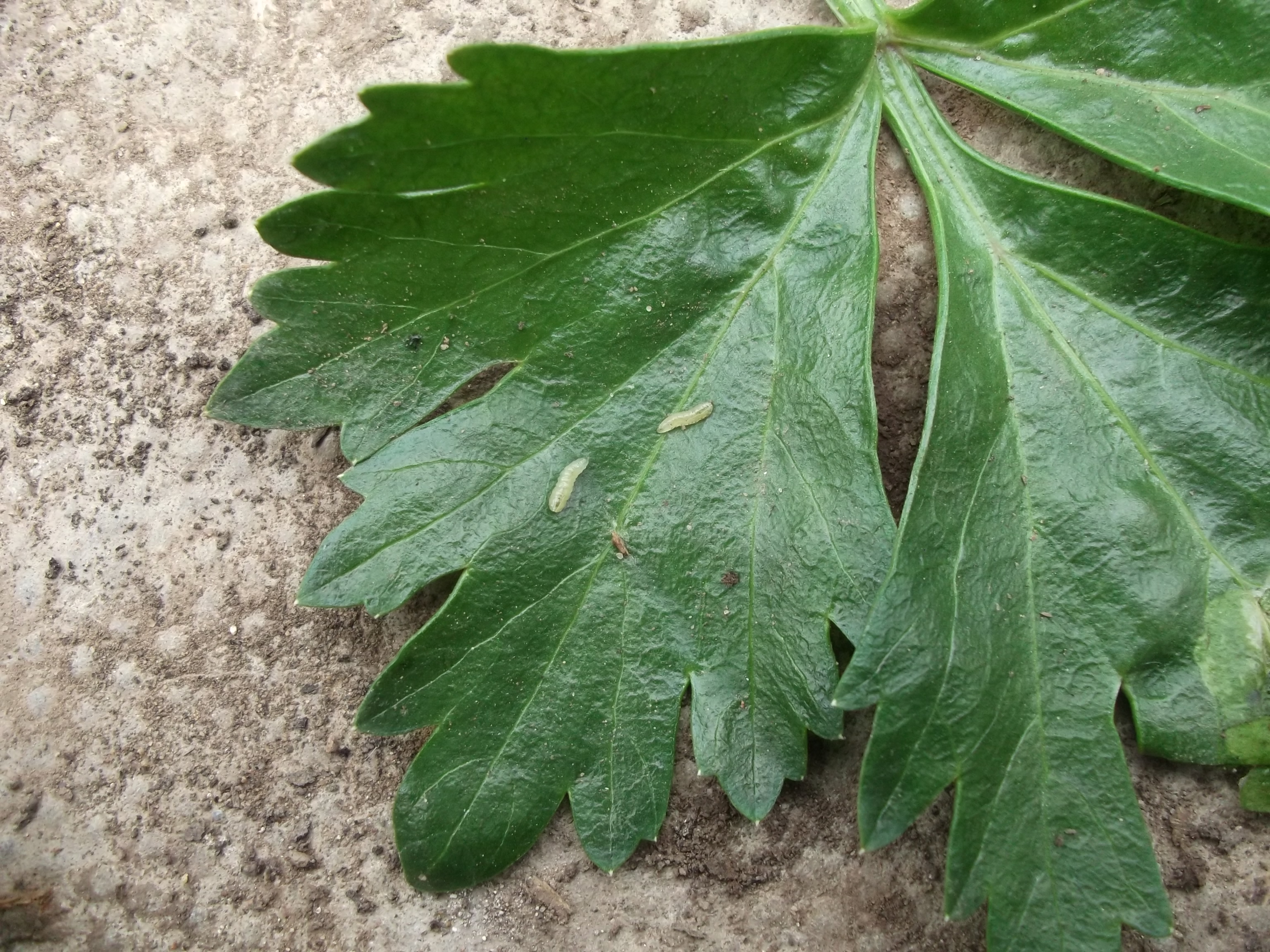 DSCF2747