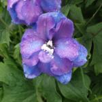 DSCF2763