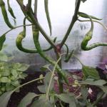 DSCF2797