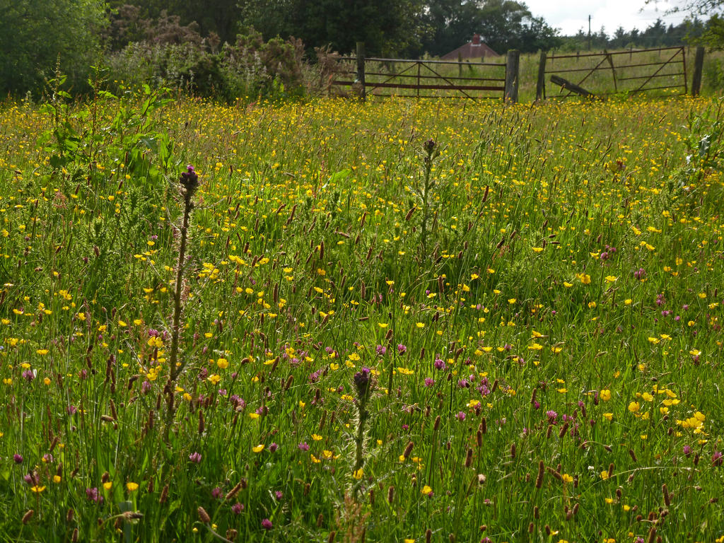 P1020155.jpg
