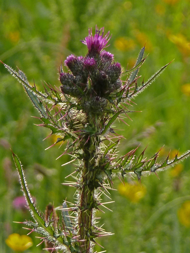 P1020159.jpg
