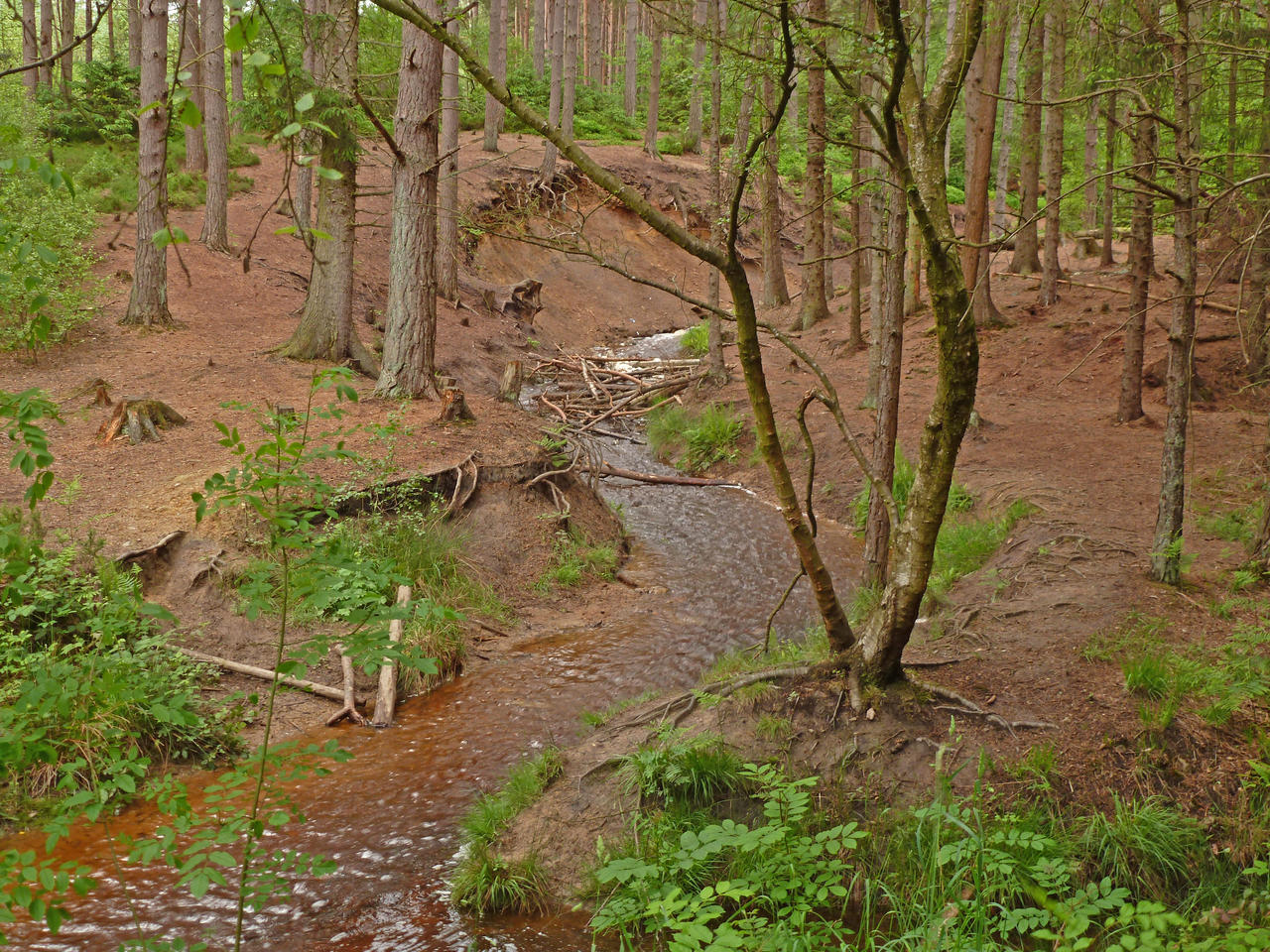 P1020175.jpg