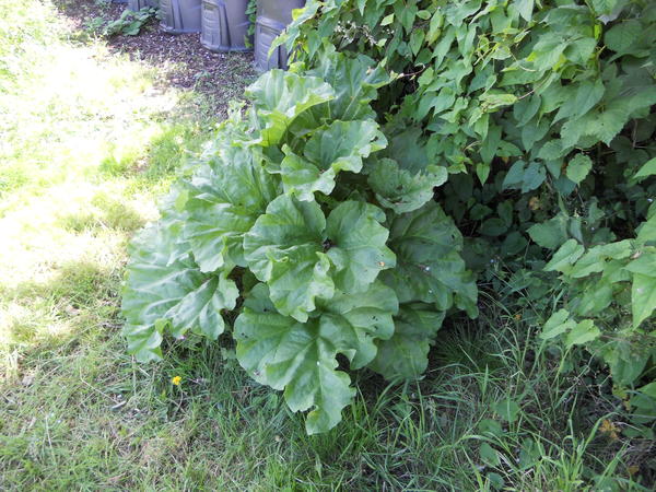 DSCN1906.JPG