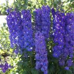 DSCF2867