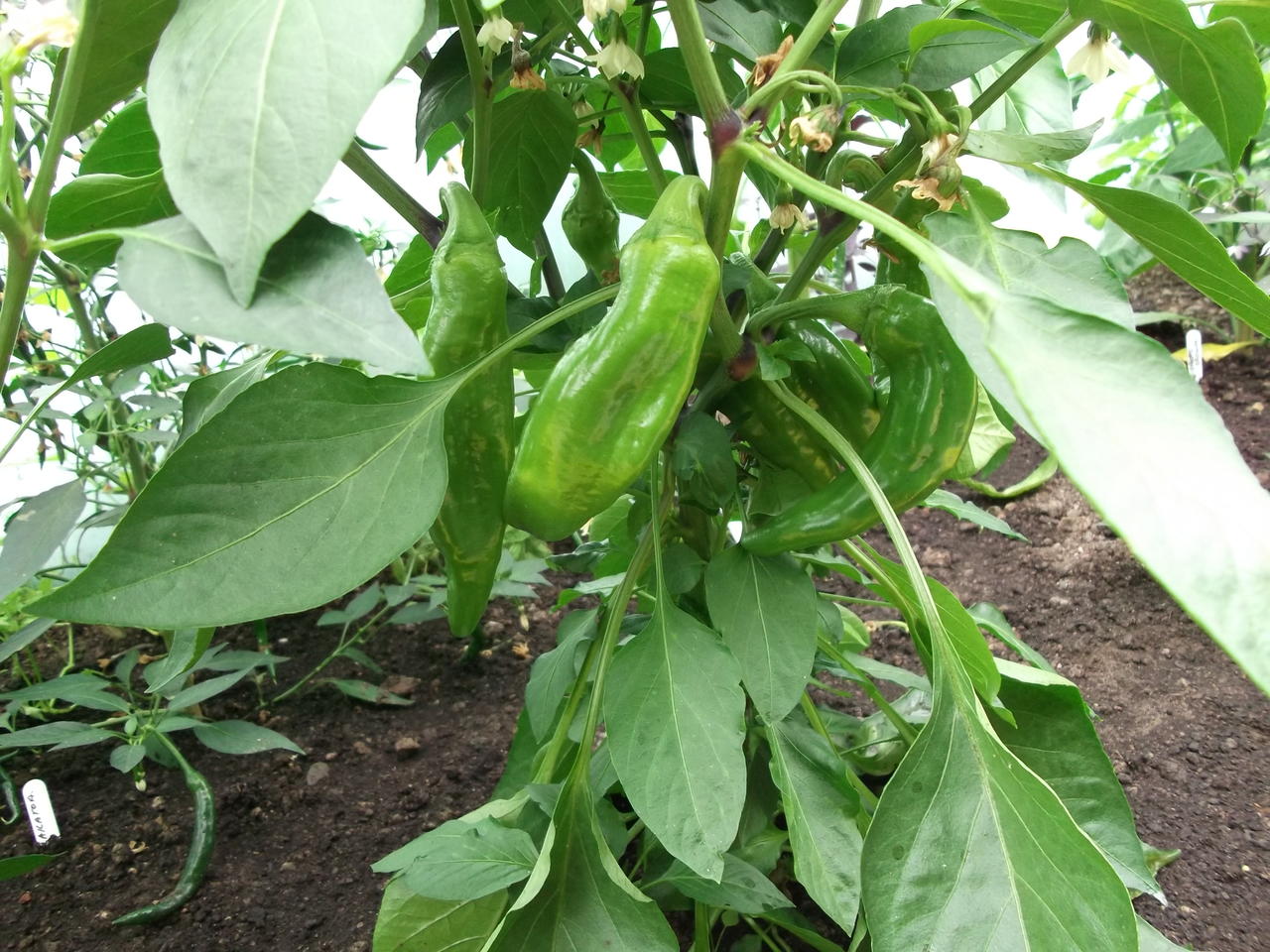DSCF3092