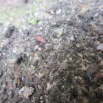 2.IMG_0969