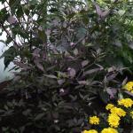 DSCF3285