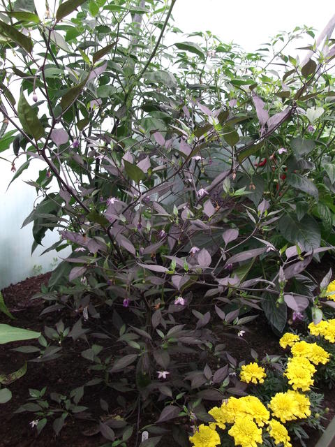 DSCF3286